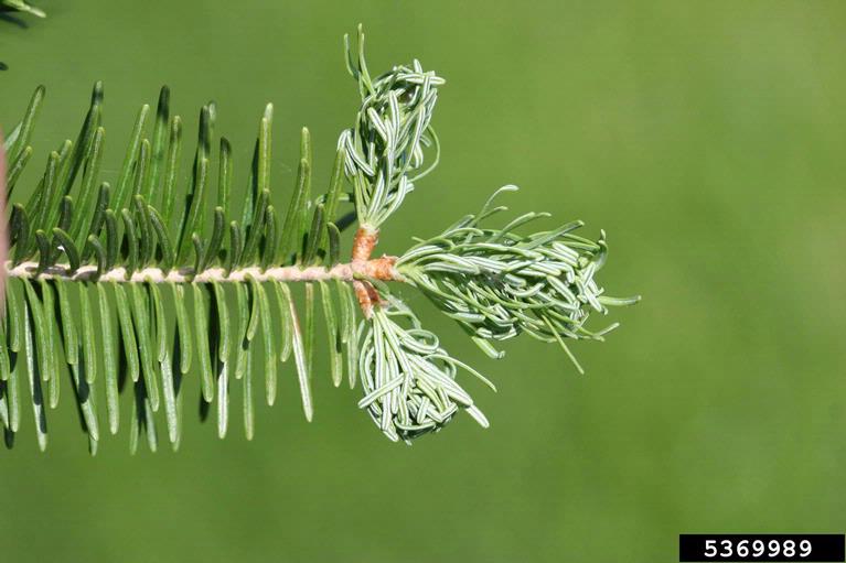 Tree with pest damage